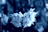preview cold