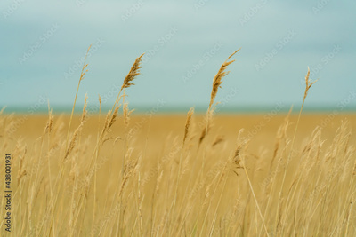 image to crop