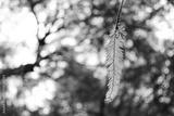 preview bw