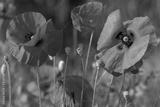 preview bw
