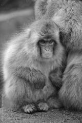 preview bw
