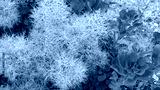 preview cold