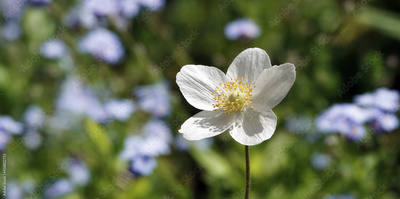 image to crop