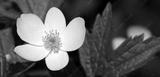 preview bw