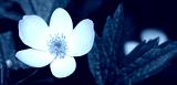 preview cold