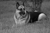 preview bw