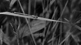 preview bw