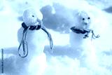 preview cold