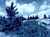 preview cold