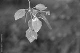 preview bw