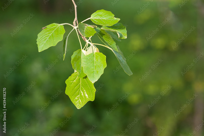 image to crop