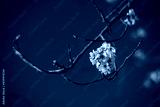 preview cold