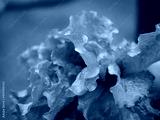 preview cold
