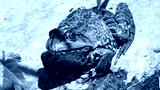 preview cold
