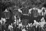 preview bw