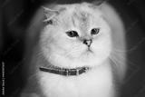 preview bw