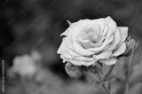 preview bw