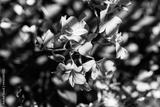 preview bw