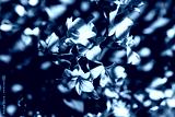 preview cold