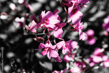 preview original