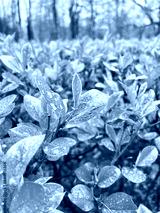 preview cold