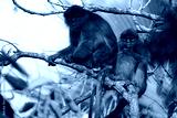 preview cold
