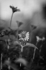 preview bw