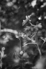 preview bw