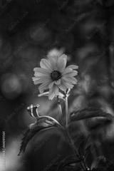 preview bw