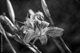 preview bw