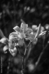 preview bw