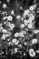 preview bw