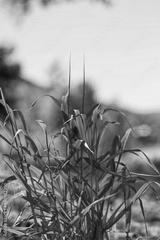 preview bw