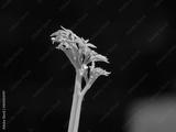 preview bw