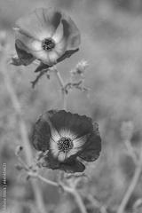 preview bw