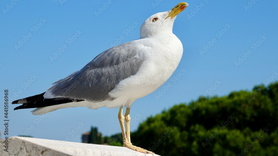 image to crop