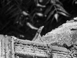 preview bw