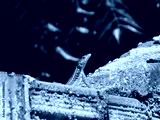 preview cold