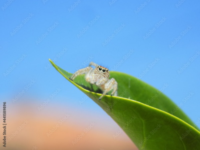 image to crop