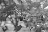 preview bw