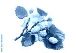 preview cold