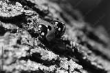 preview bw