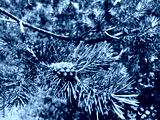 preview cold
