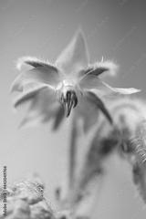 preview bw