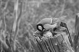preview bw