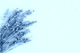 preview cold