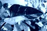 preview cold
