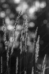 preview bw