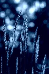 preview cold