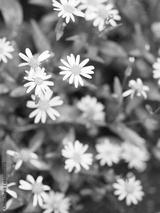 preview bw